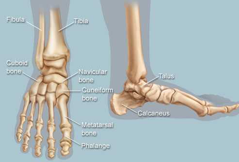 ankle parts diagram