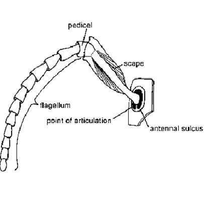 antenna parts diagram