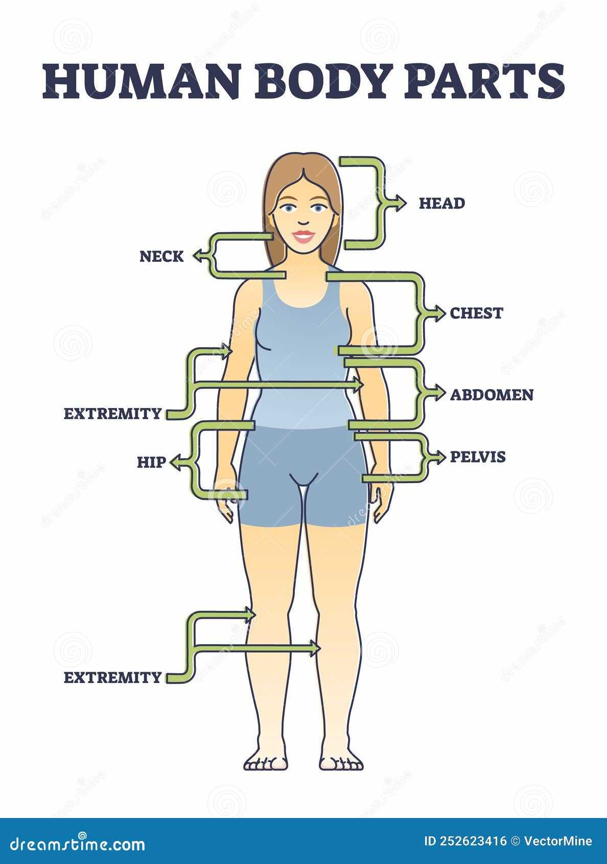 back body parts diagram