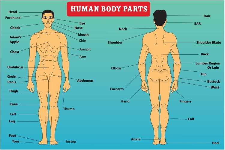 back body parts diagram