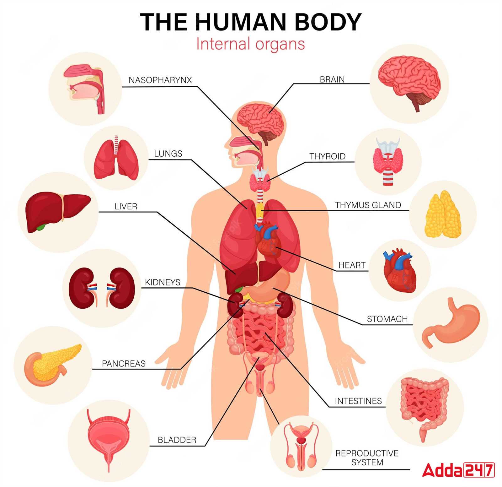 back body parts diagram