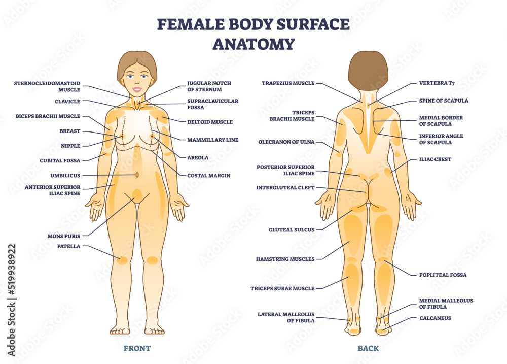 back body parts diagram