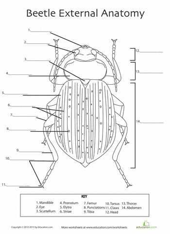 beetle body parts diagram