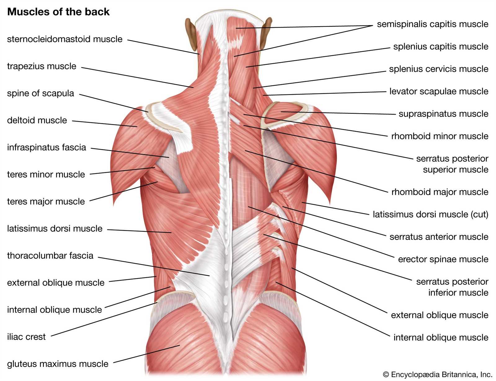 body parts diagram back