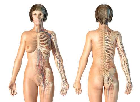 body parts diagram woman