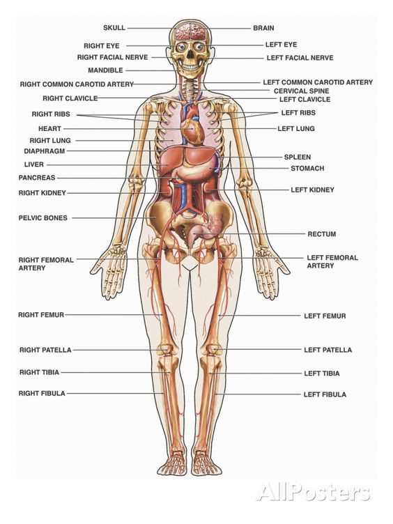 body parts diagram woman