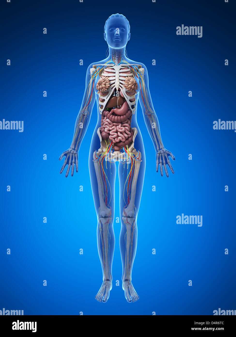 body parts diagram woman