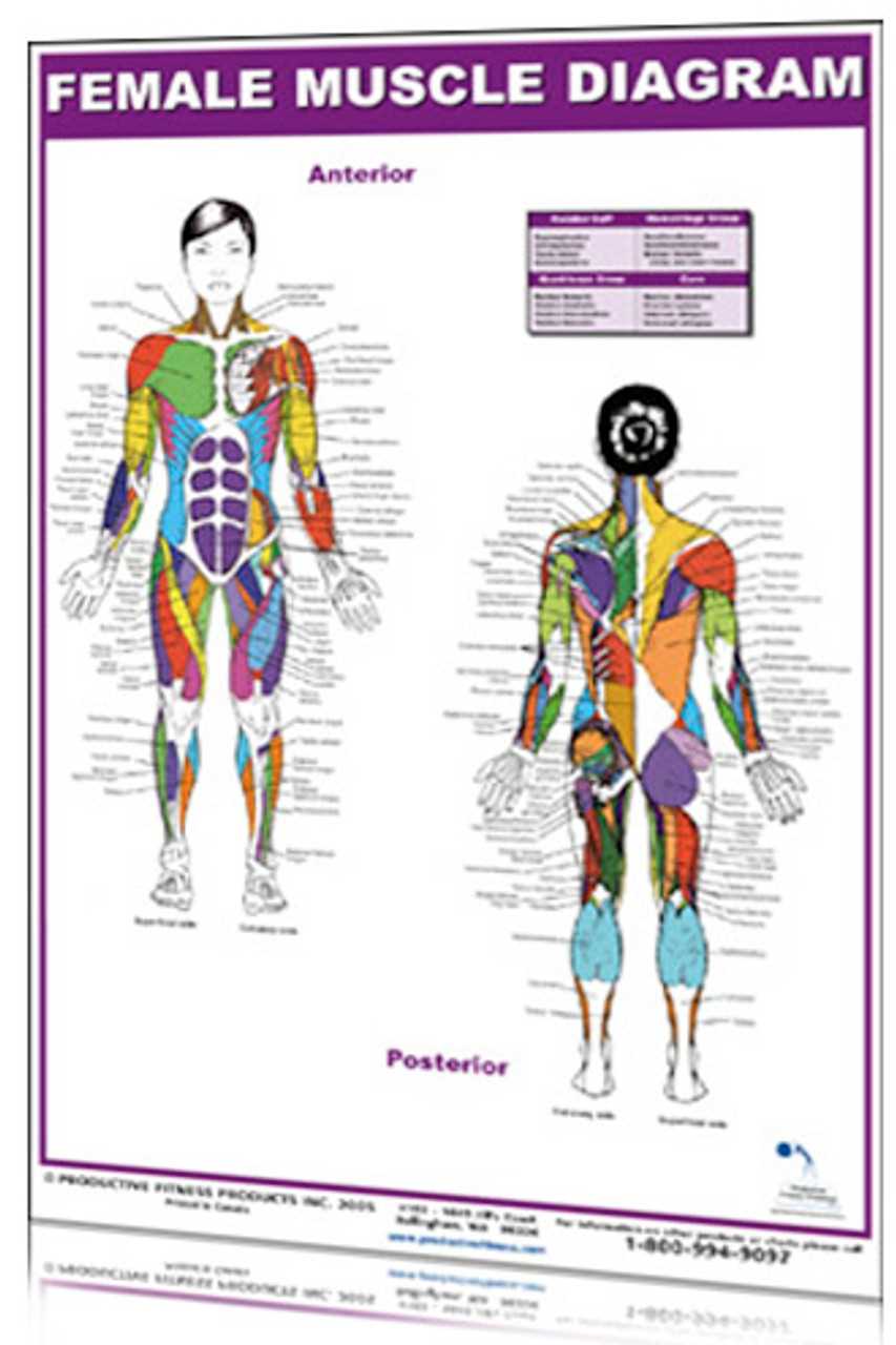 body parts female diagram