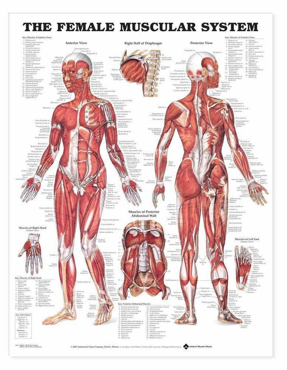 body parts female diagram