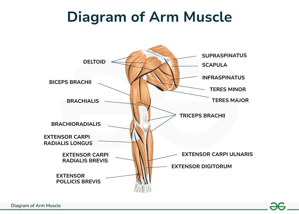 body parts muscles diagram