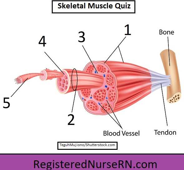 body parts muscles diagram