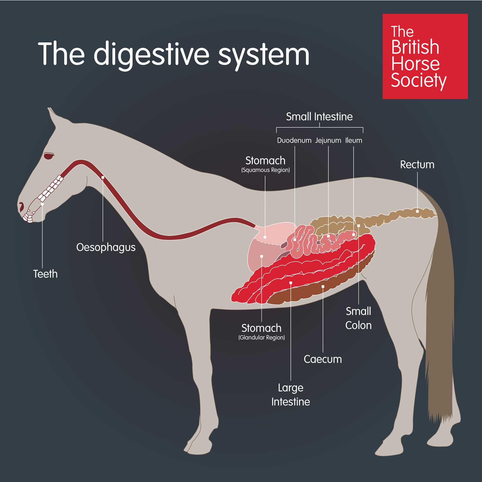 body parts of a horse diagram