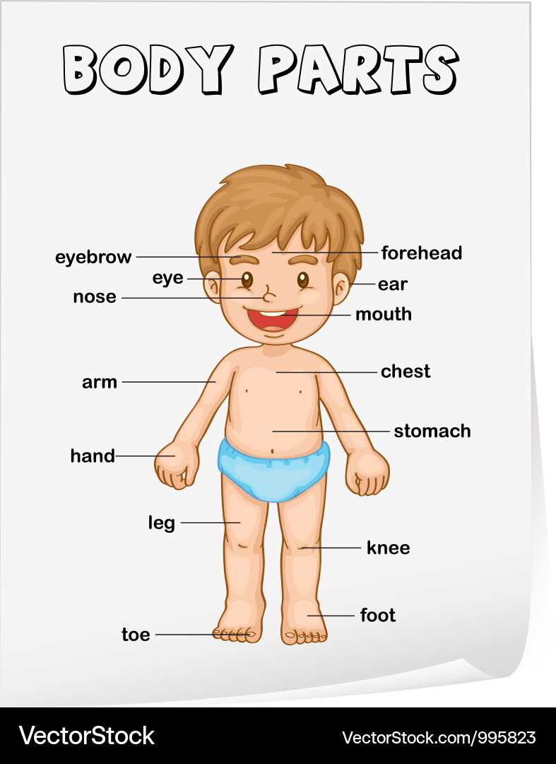 body parts with diagram