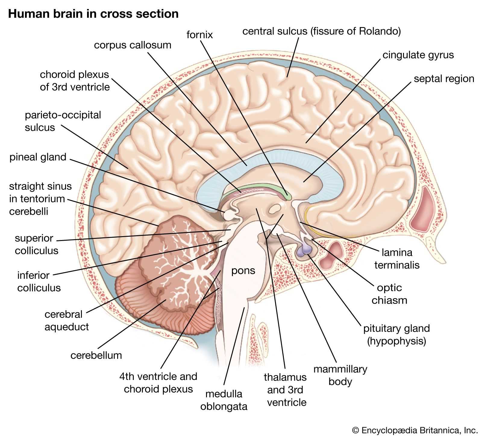 brain diagram with all parts