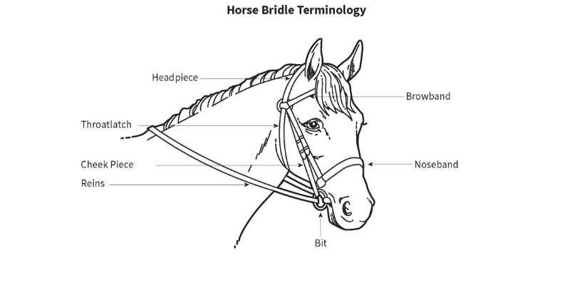 bridle parts diagram