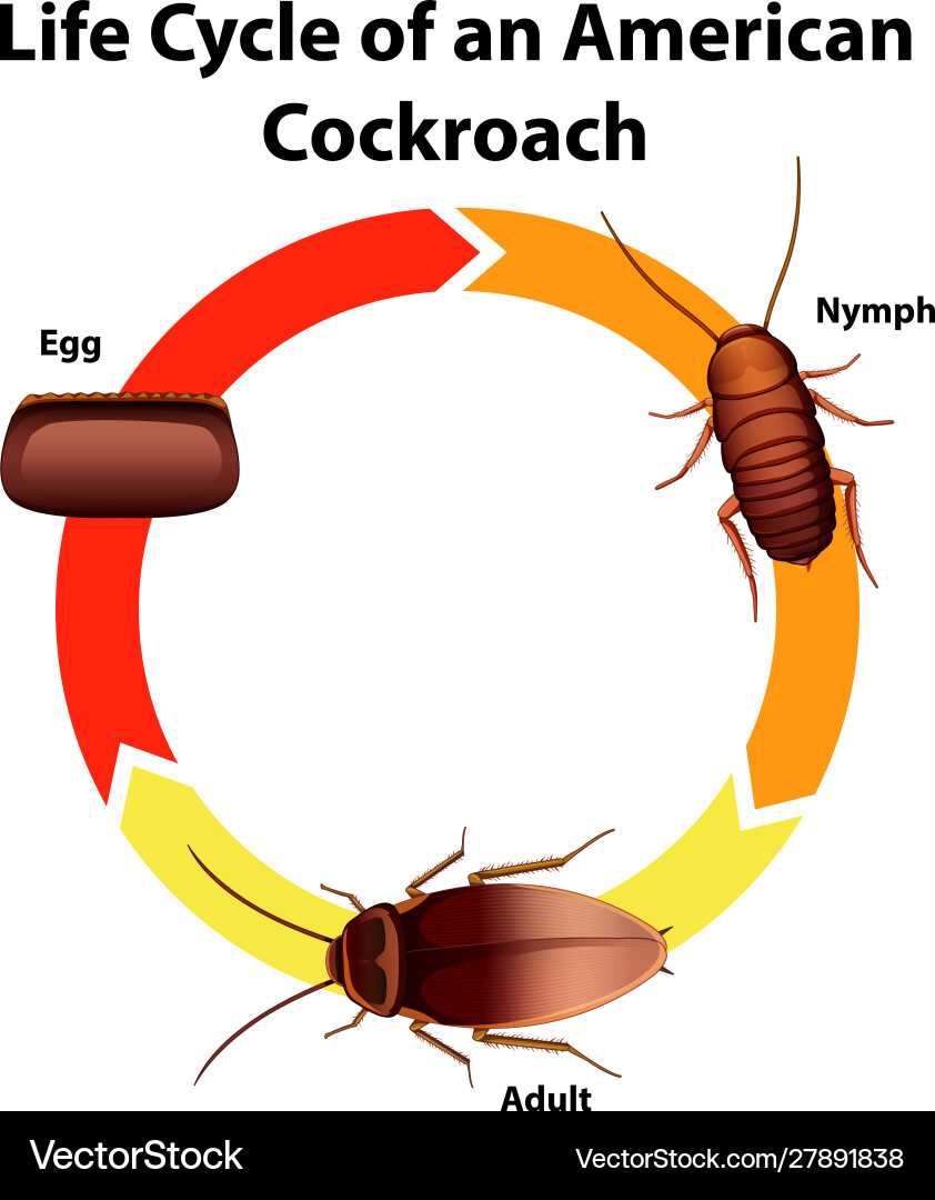 cockroach diagram with parts