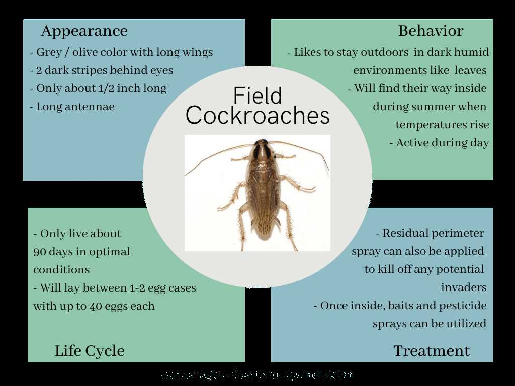 cockroach diagram with parts