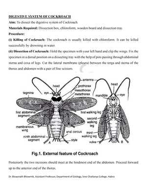 cockroach diagram with parts