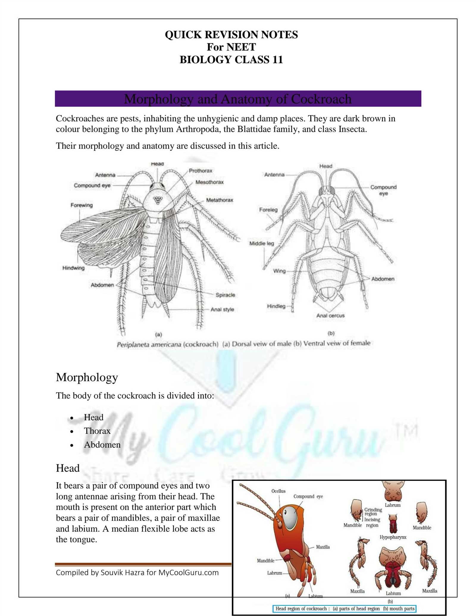 cockroach diagram with parts