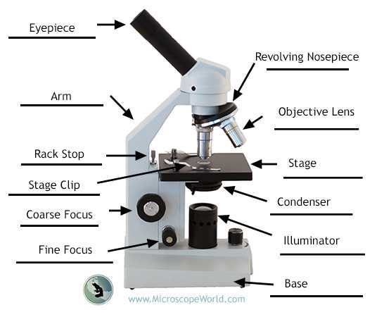 compound microscope parts diagram