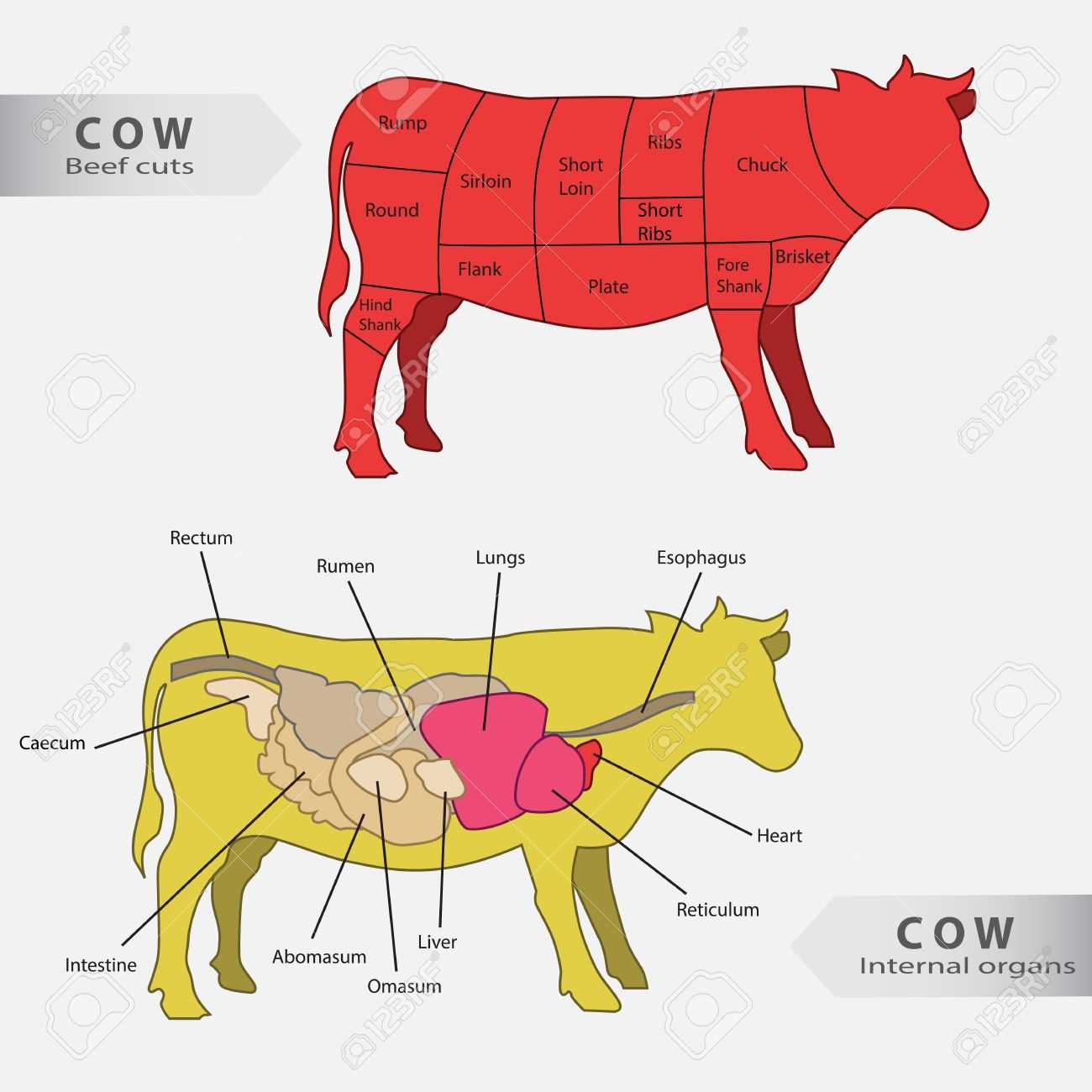 cow parts diagram