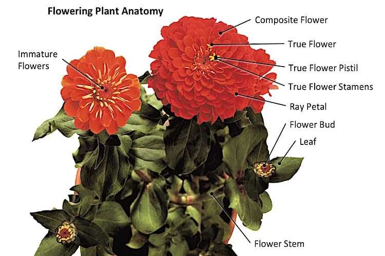 diagram of flower parts labeled