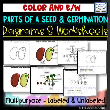 diagram of parts of a seed