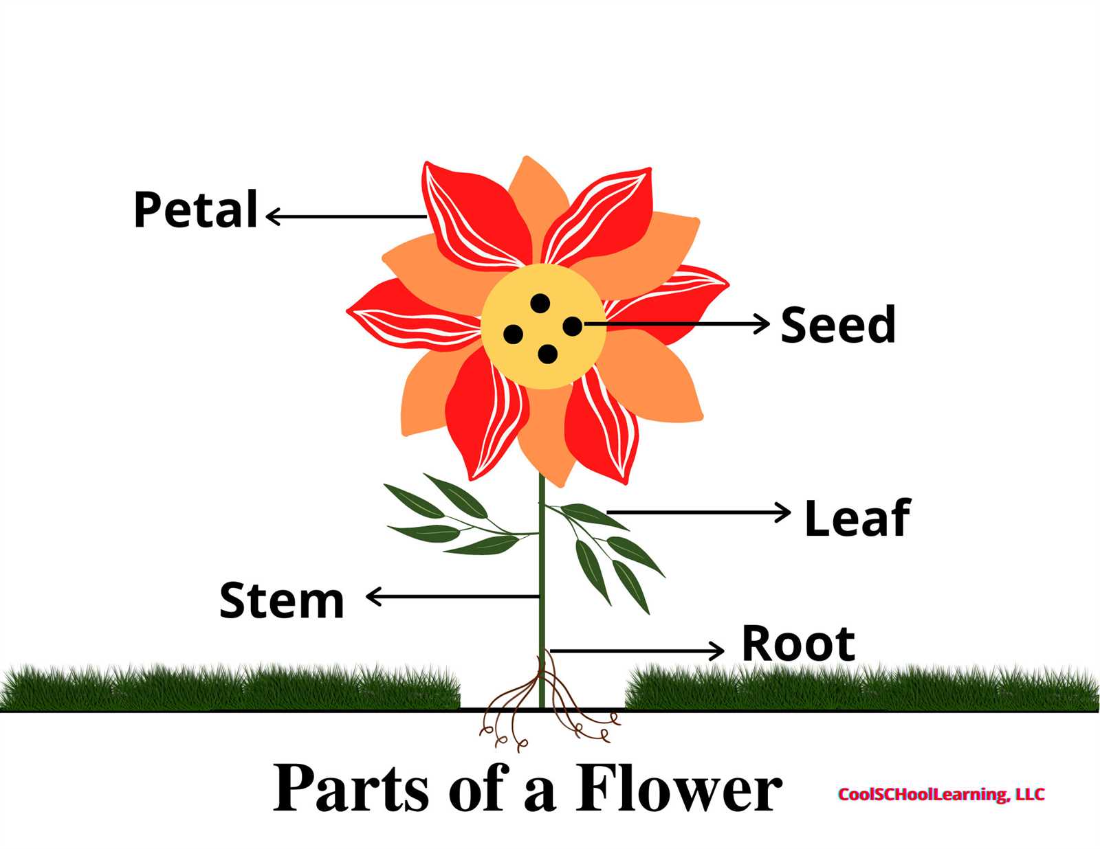 diagram showing parts of a flower