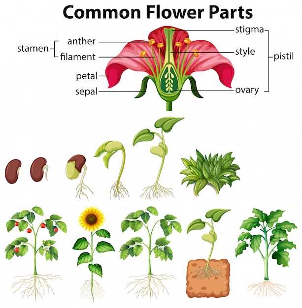 diagram showing parts of a flower