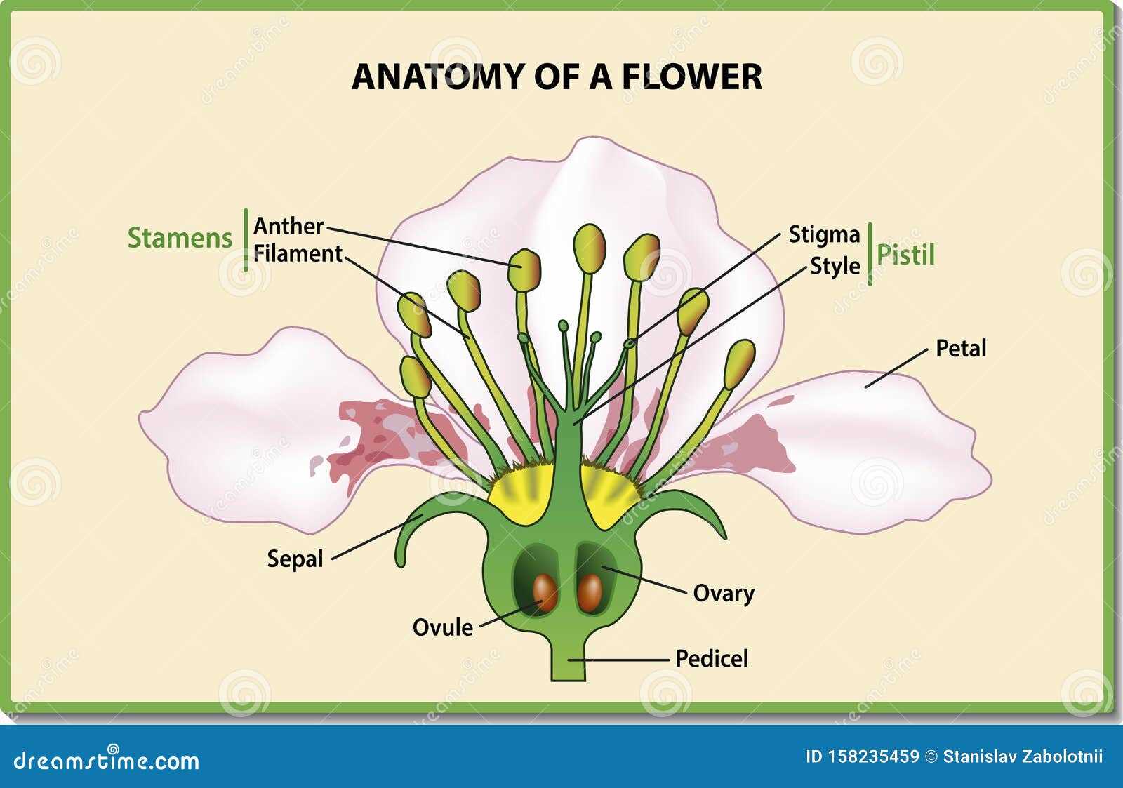 diagram showing parts of a flower