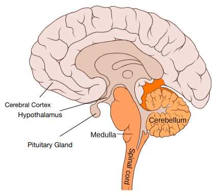 different parts of the brain diagram