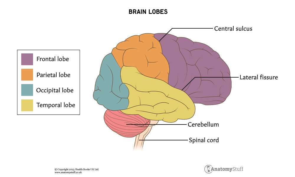 different parts of the brain diagram