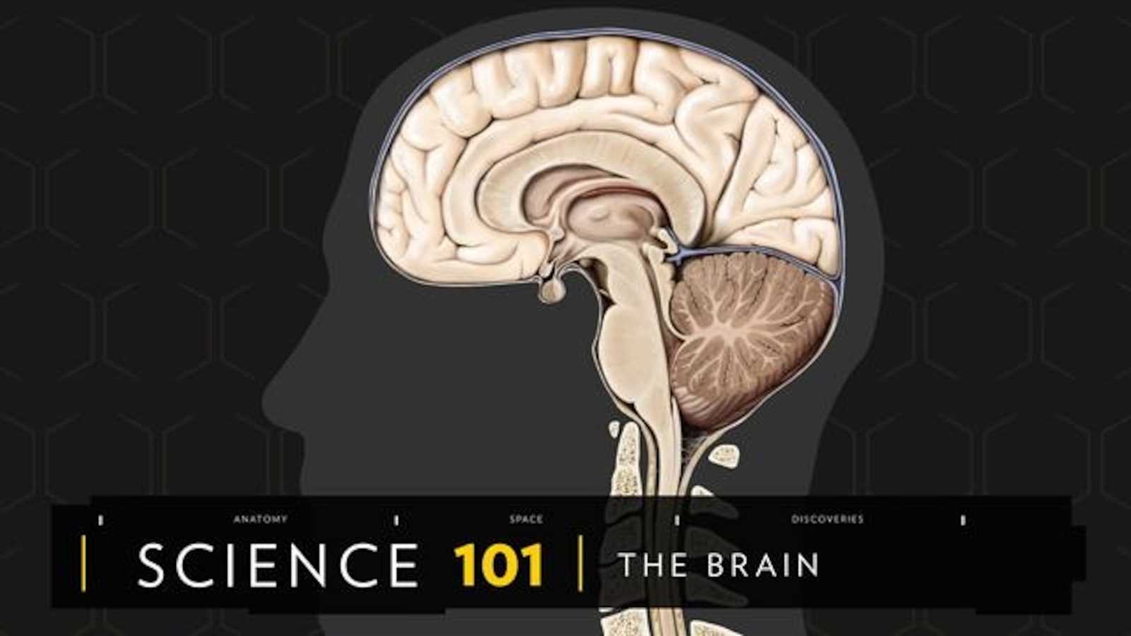 different parts of the brain diagram