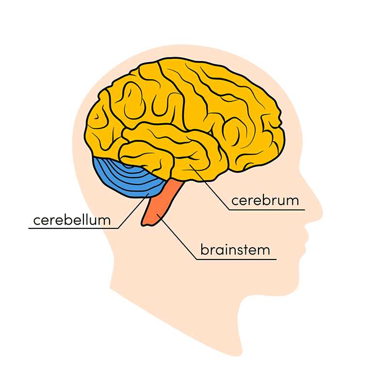 different parts of the brain diagram