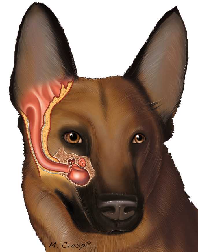 dog ear parts diagram