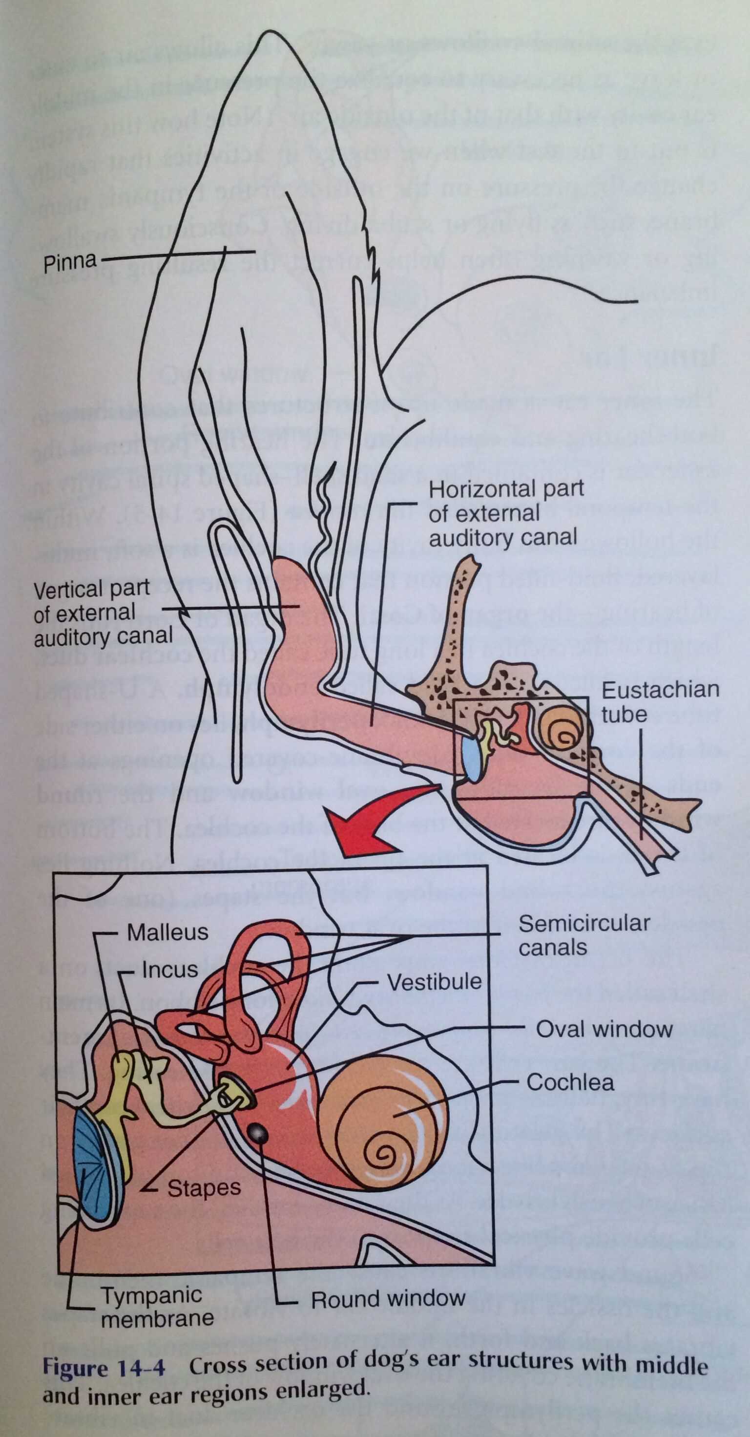 dog ear parts diagram