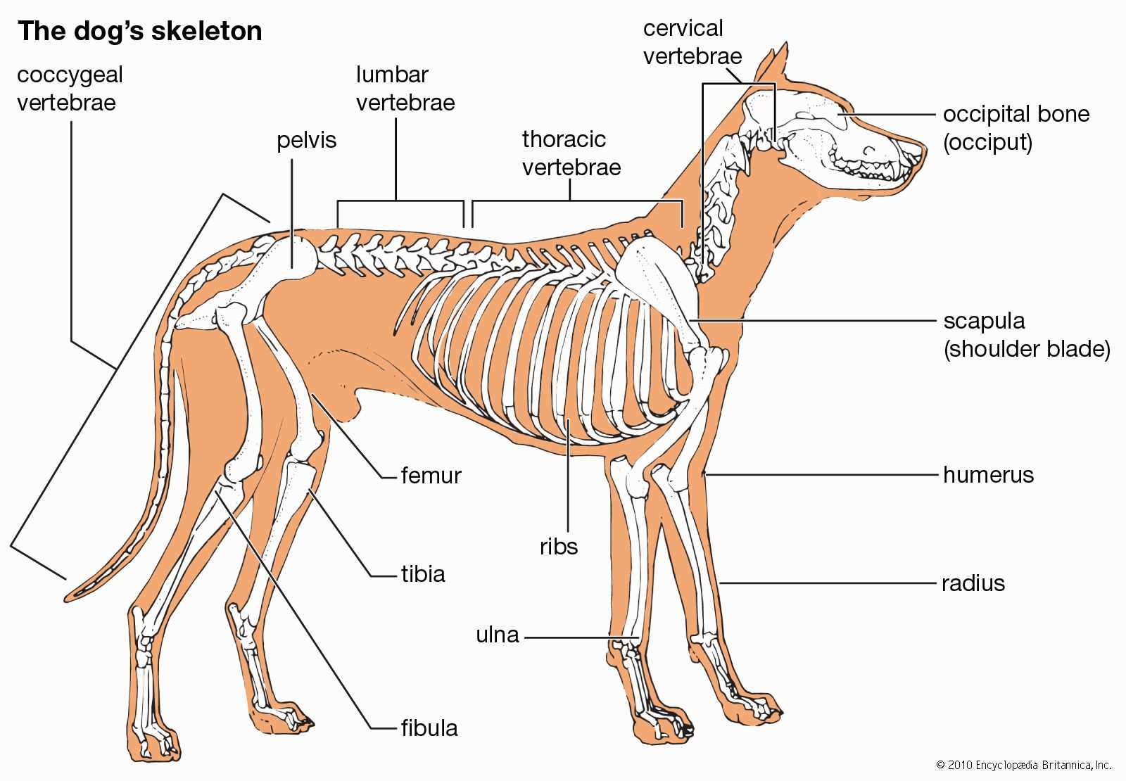 dog ear parts diagram