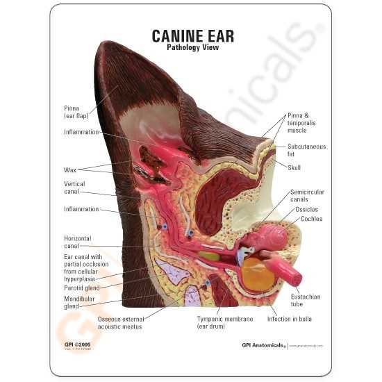 dog ear parts diagram