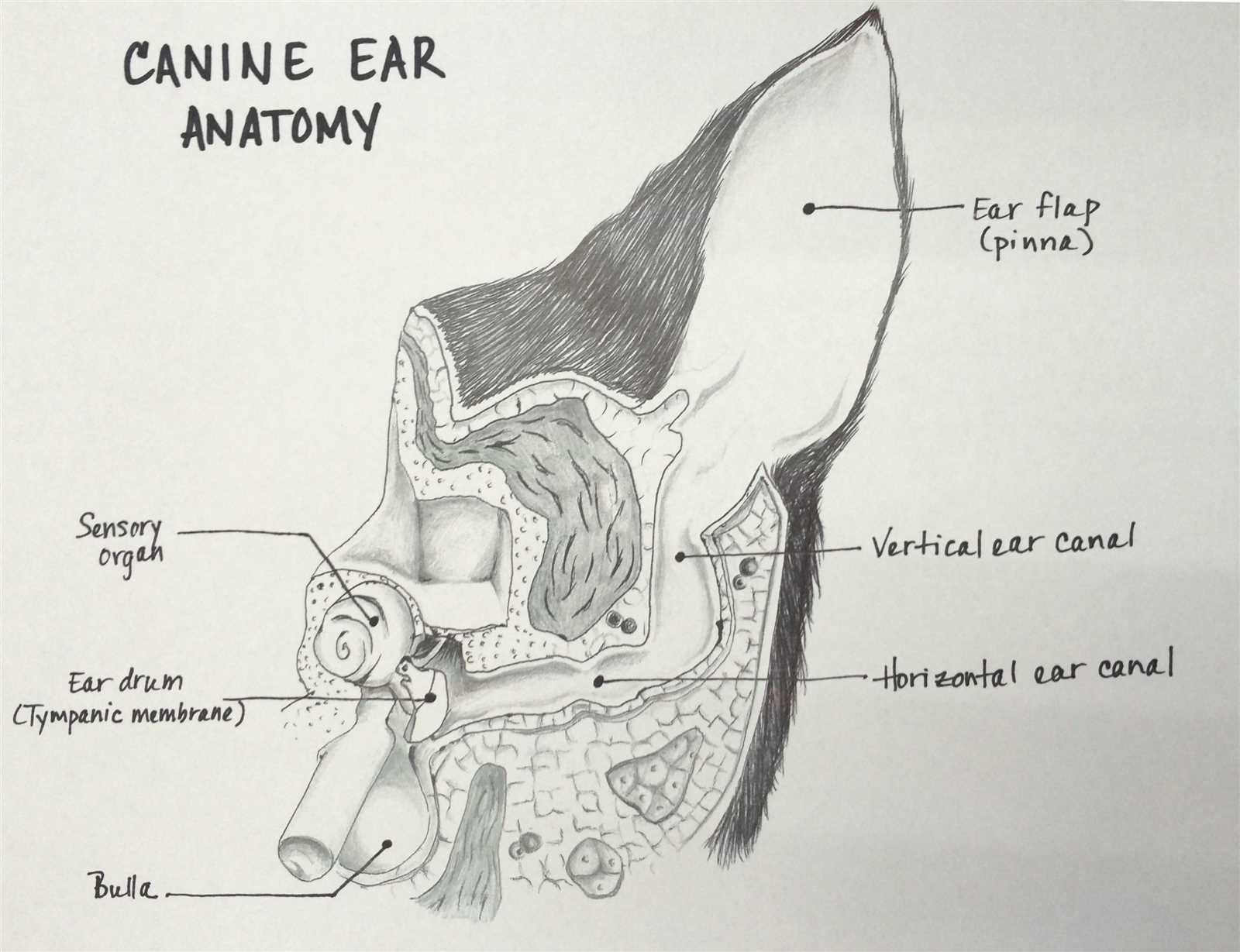 dog ear parts diagram