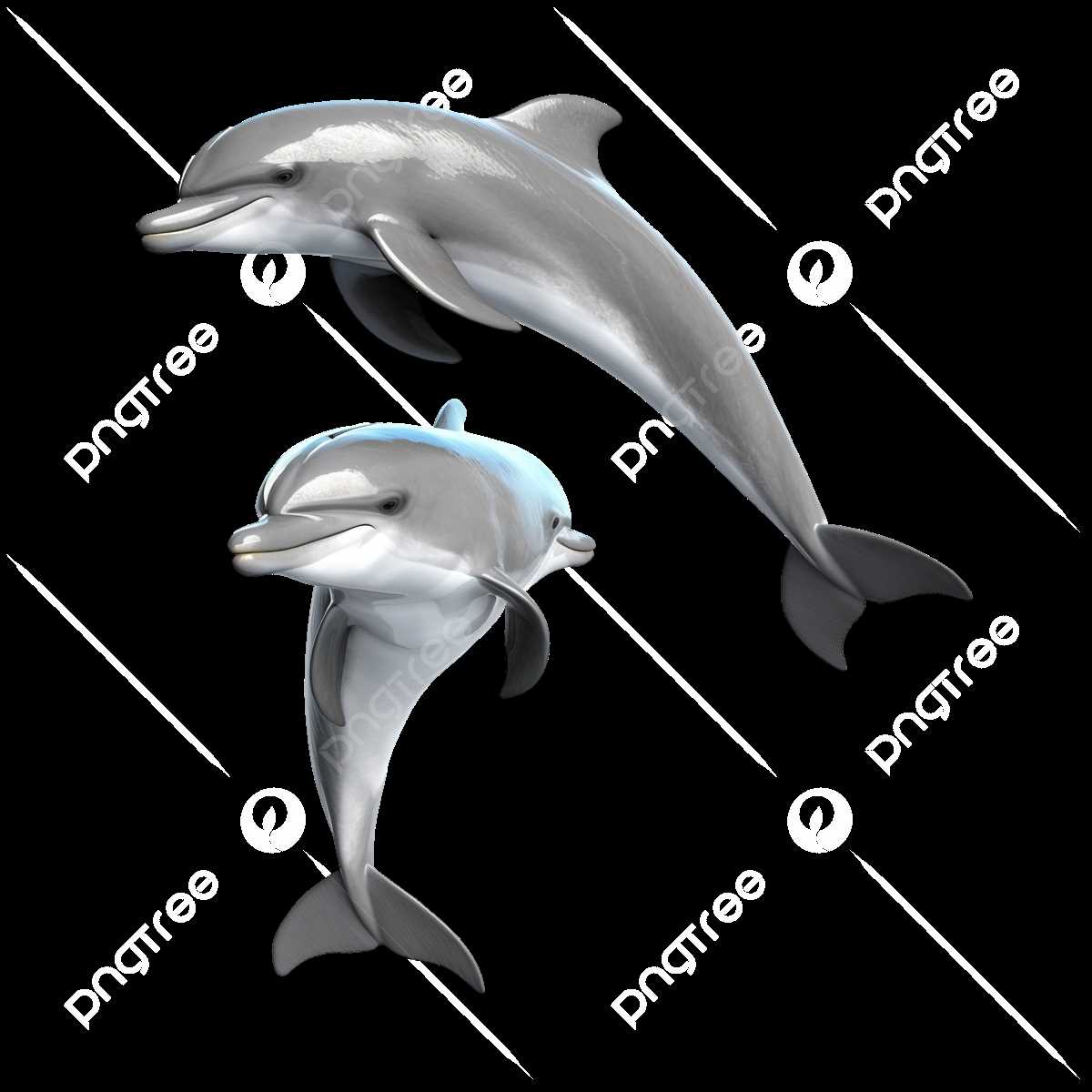 dolphin body parts diagram