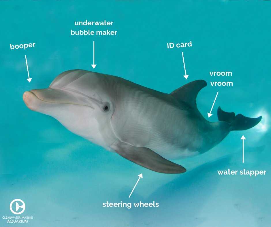 dolphin body parts diagram