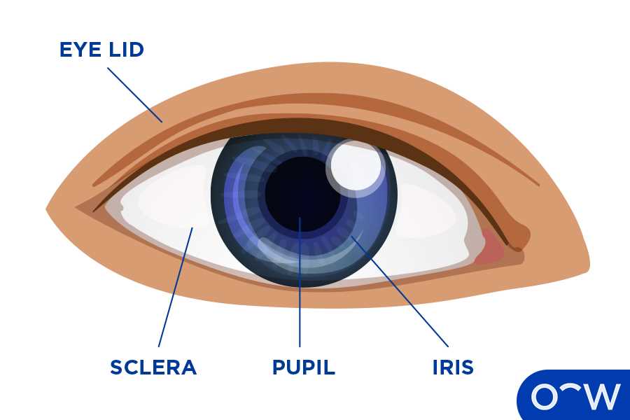 eye parts diagram