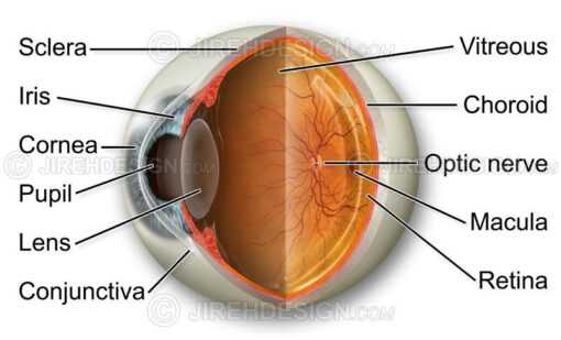 eye parts diagram