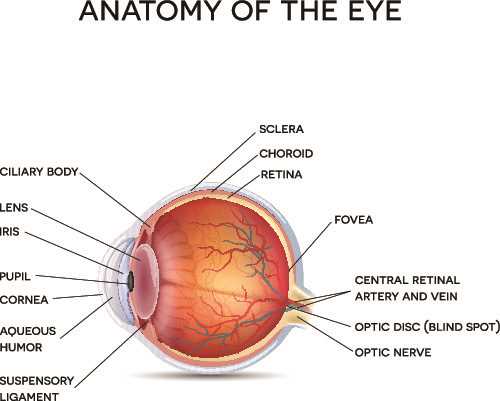 eye parts diagram