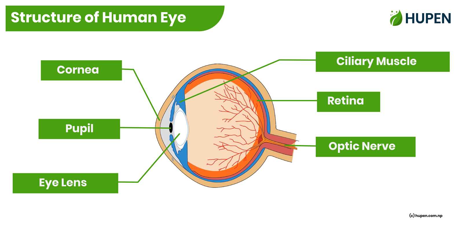 eye parts diagram