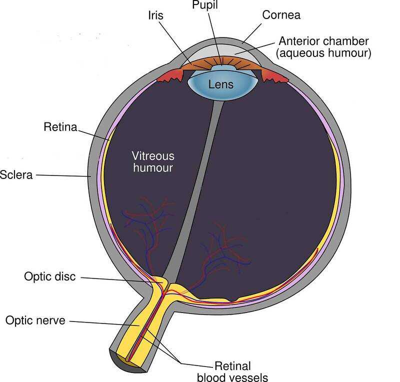 eye parts diagram