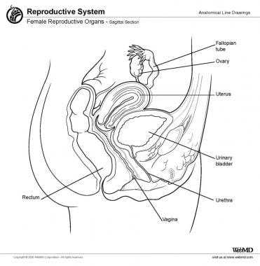 female sexual parts diagram