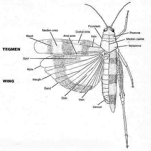 grasshopper mouth parts diagram