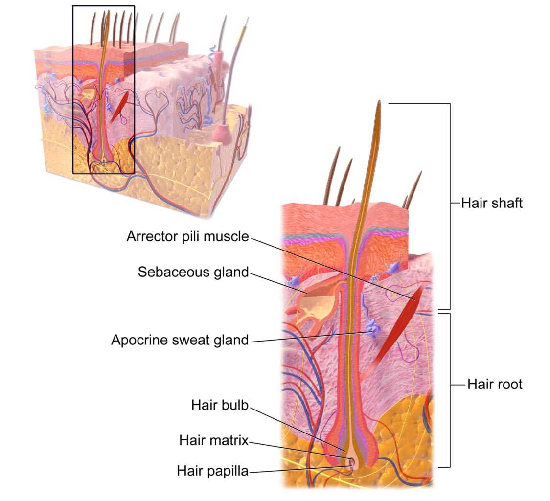 hair parts diagram