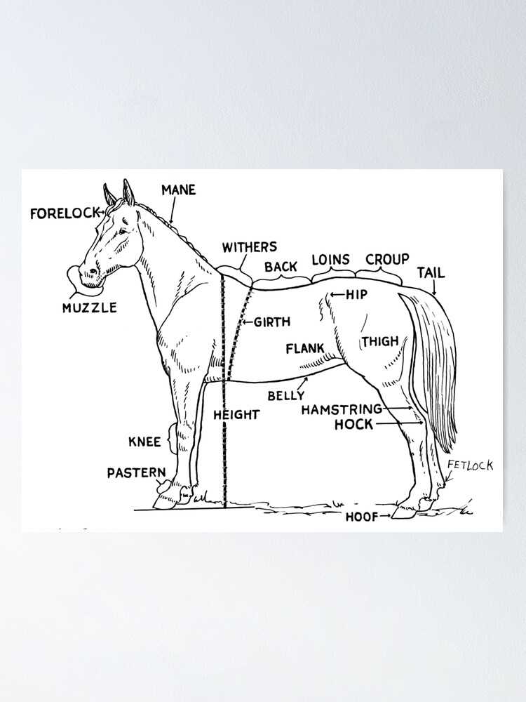 horse body parts diagram